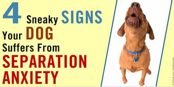 separation-anxiety-and-tips-how-to-avoid-it-dogs-addict