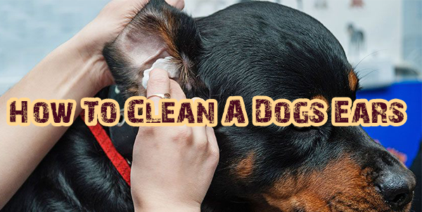 How To Clean A Dogs Ears In Easy Steps | Dogs Addict