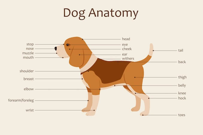 A-Visual-Guide-to-Dog-Anatomy-Muscle-Organ-Skeletal.jpg - Dogs Addict