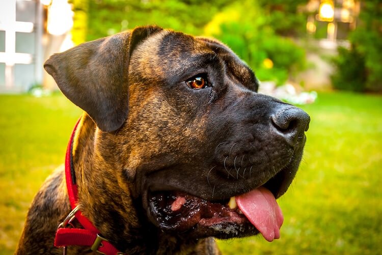 Everything-you-should-know-about-the-canary-mastiff-–-all.jpg 