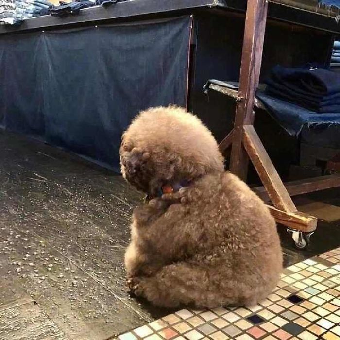 Fluffy Poodle