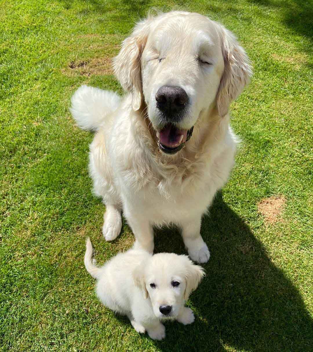 Blind Golden Retriever