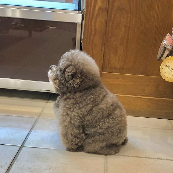 Everyone Loves This Fluffy Poodle Because Of Its Human-Like Expressions