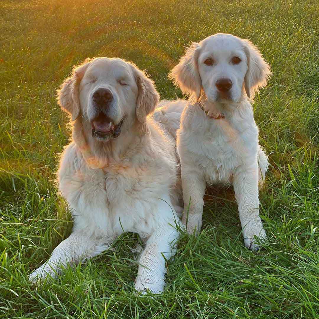 Blind Golden Retriever