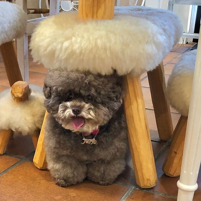 Fluffy Poodle