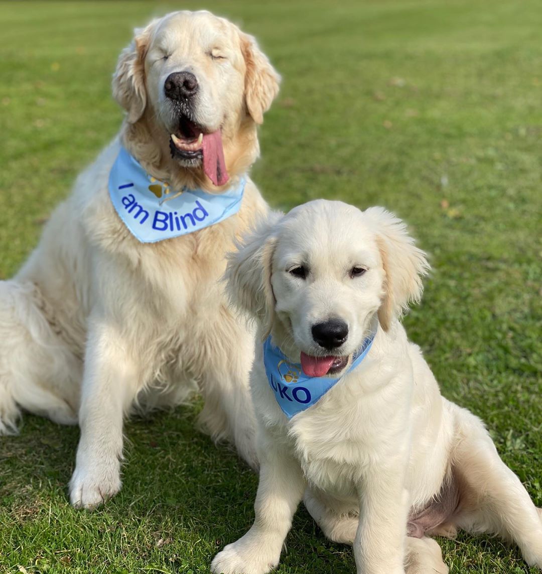 Blind Golden Retriever