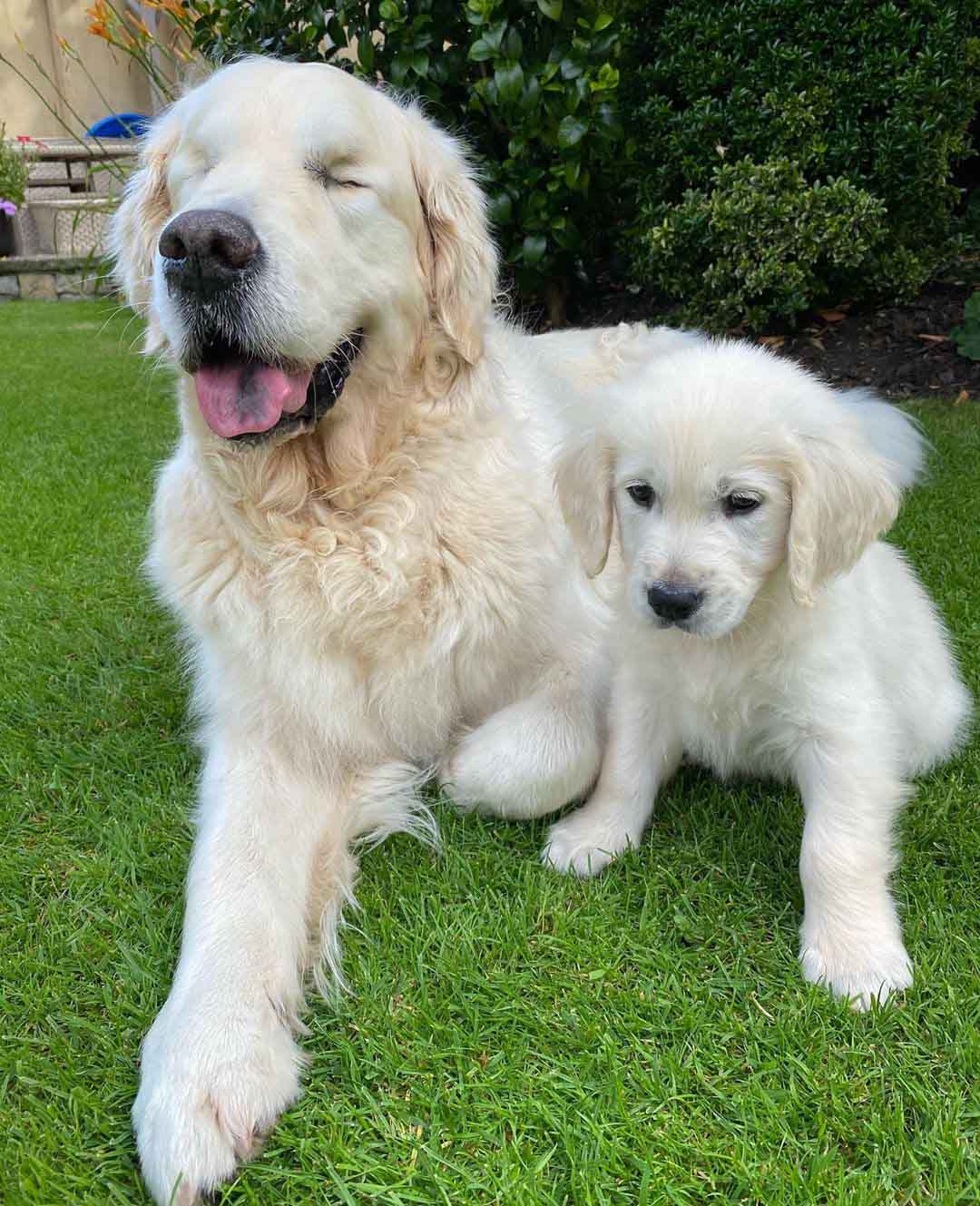 Blind Golden Retriever