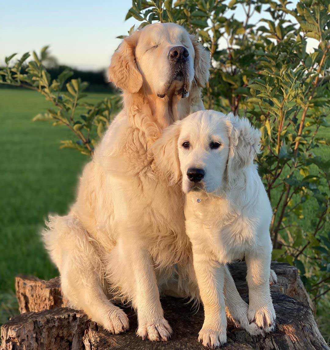 Blind Golden Retriever