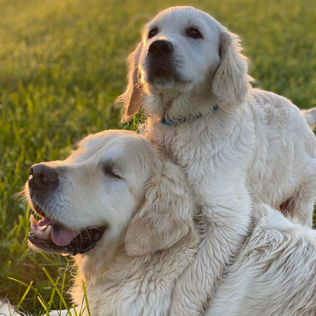 Blind Golden Retriever