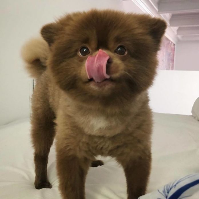 Breeder Abandoned 5-Month-Old Pomeranian Because He Was “Too Big To ...