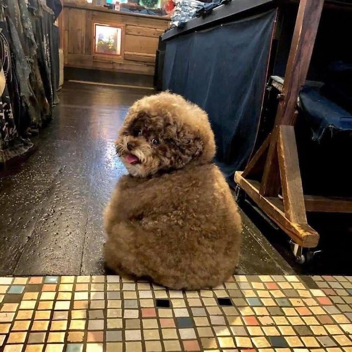 Fluffy Poodle