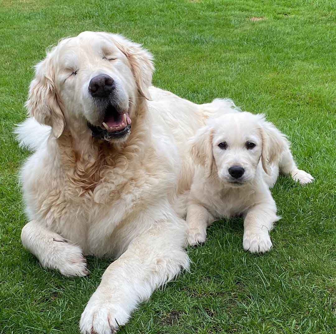 Blind Golden Retriever