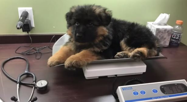 Beautiful German shepherd puppy