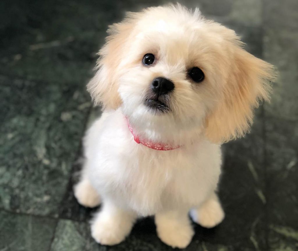 MALTESE SHIH TZU