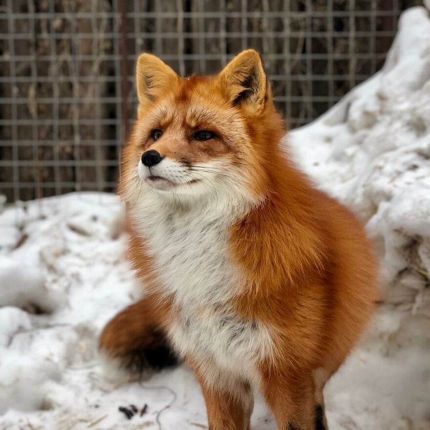 Fox From Fur Farm