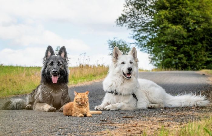 Dogs Help Raise Rescue Kitten