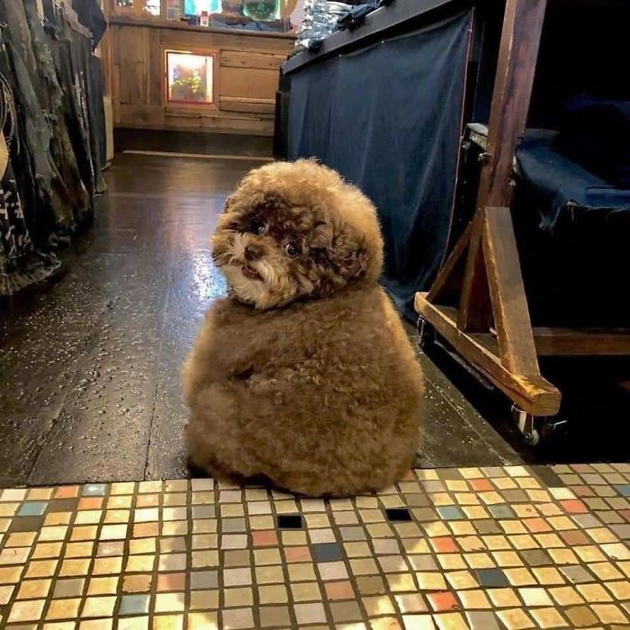 Fluffy Poodle