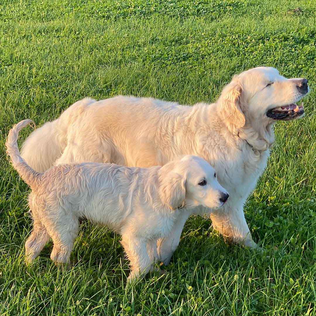 Blind Golden Retriever