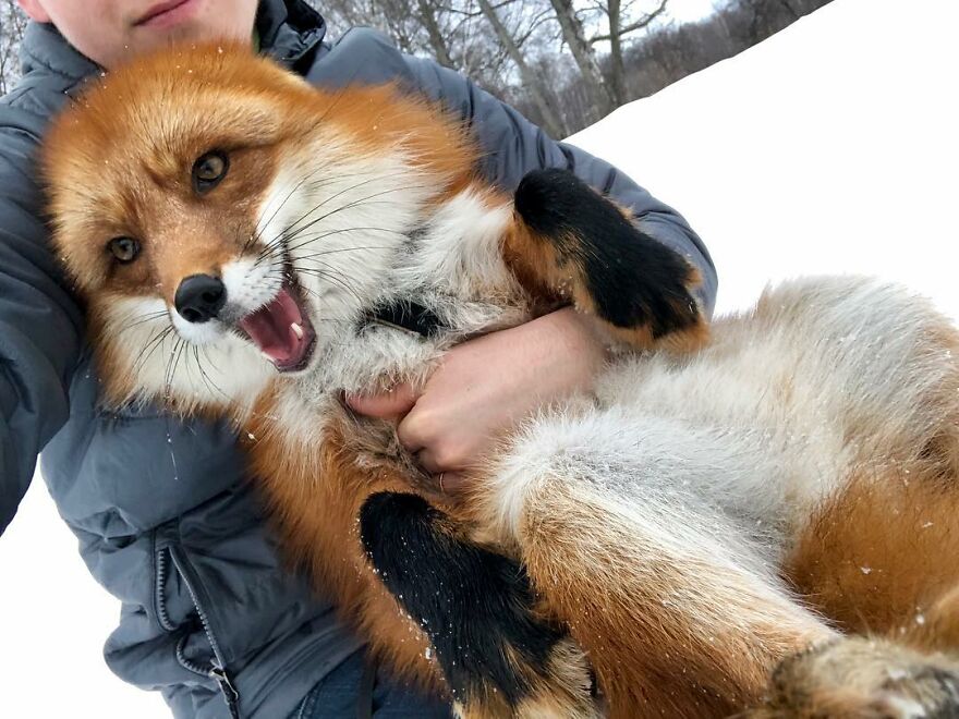 Man Saves Fox From Fur Farm And It Becomes His Most Loyal Friend | Dogs