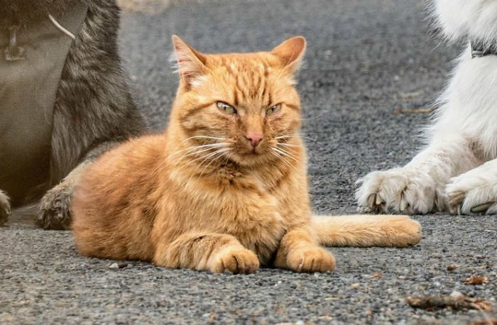 Dogs Help Raise Rescue Kitten