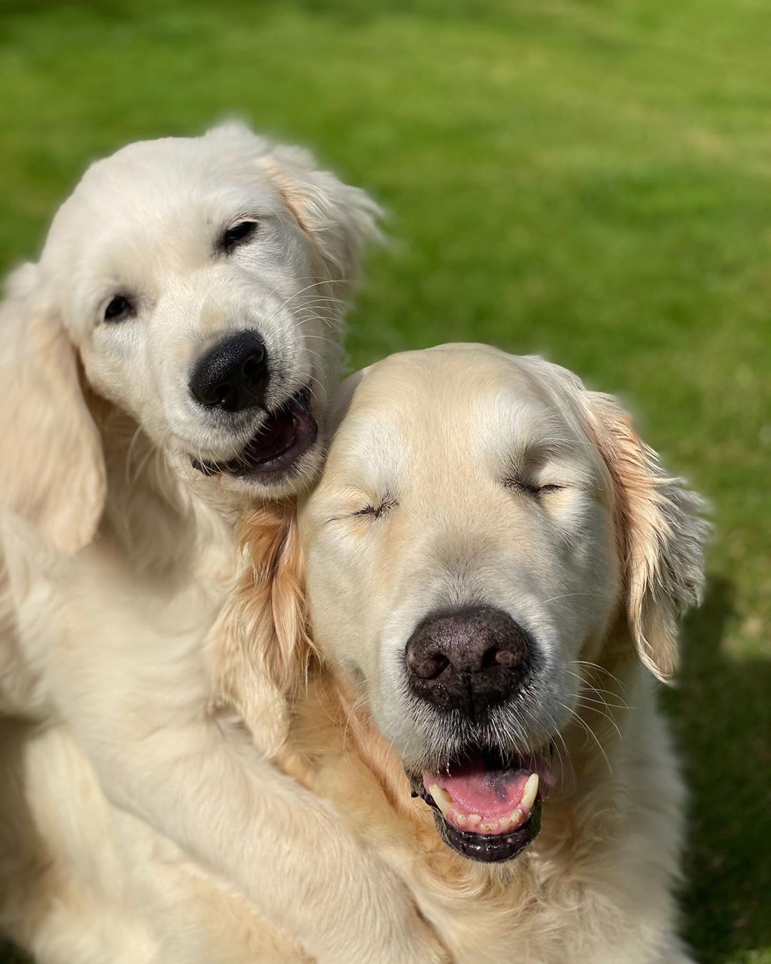 Blind Golden Retriever