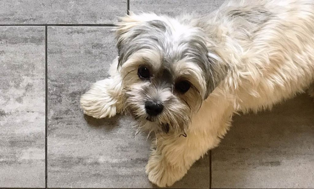 MALTESE SHIH TZU