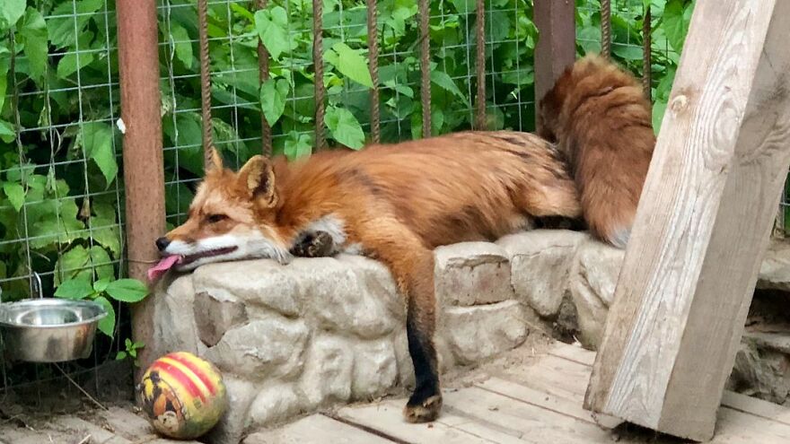 Man Saves Fox From Fur Farm And It Becomes His Most Loyal Friend | Dogs ...