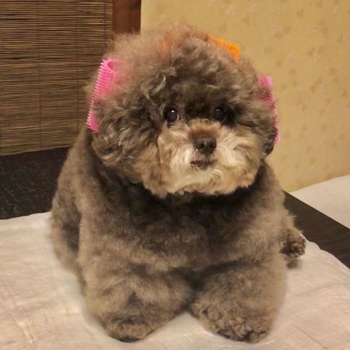 Fluffy Poodle