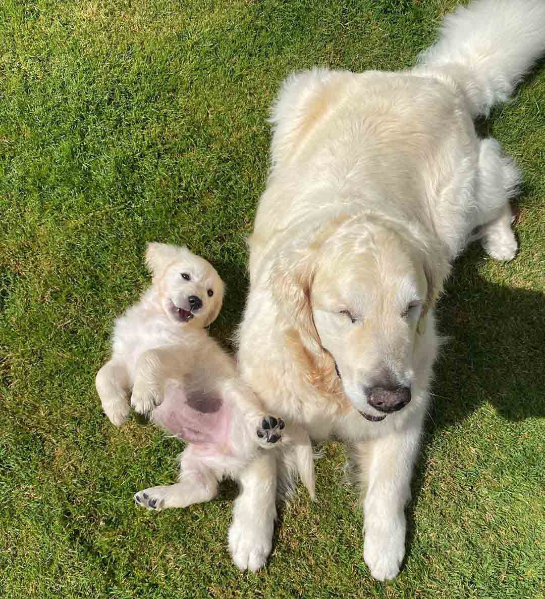 Blind Golden Retriever