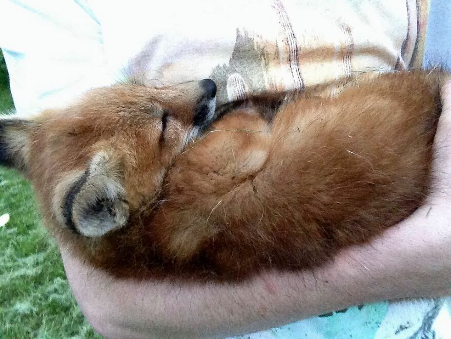 Fox From Fur Farm