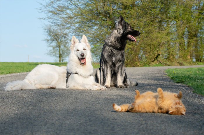 Dogs Help Raise Rescue Kitten