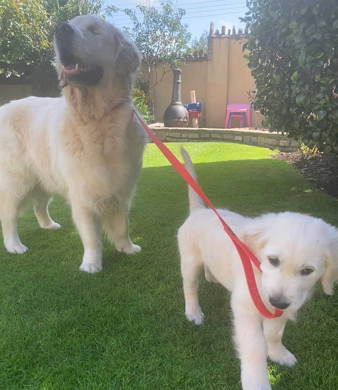 Blind Golden Retriever