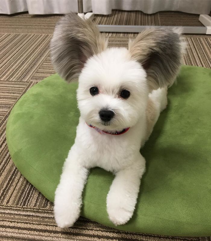 Adorable Dog