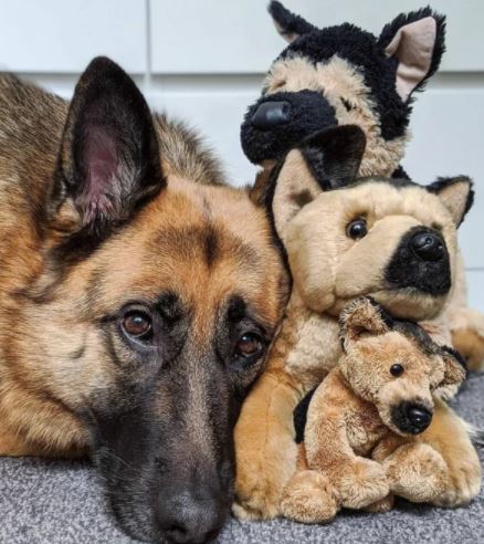 proving German shepherds