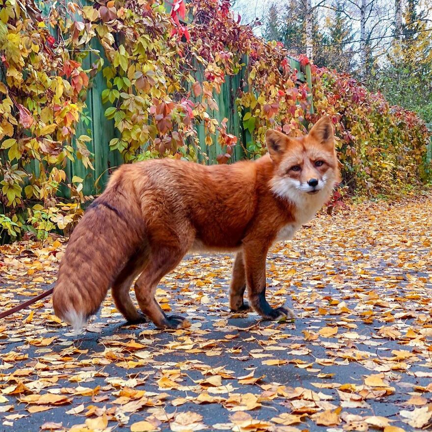 Fox From Fur Farm