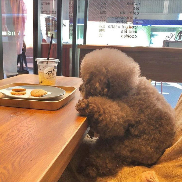 Fluffy Poodle