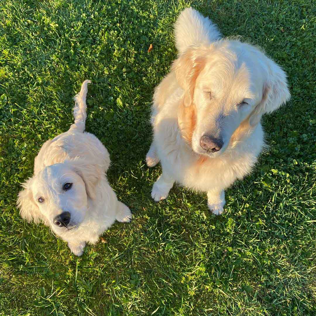 Blind Golden Retriever