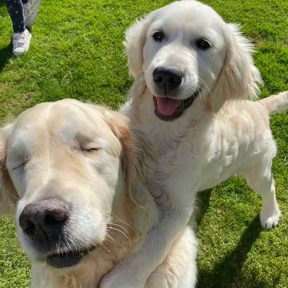 Blind Golden Retriever