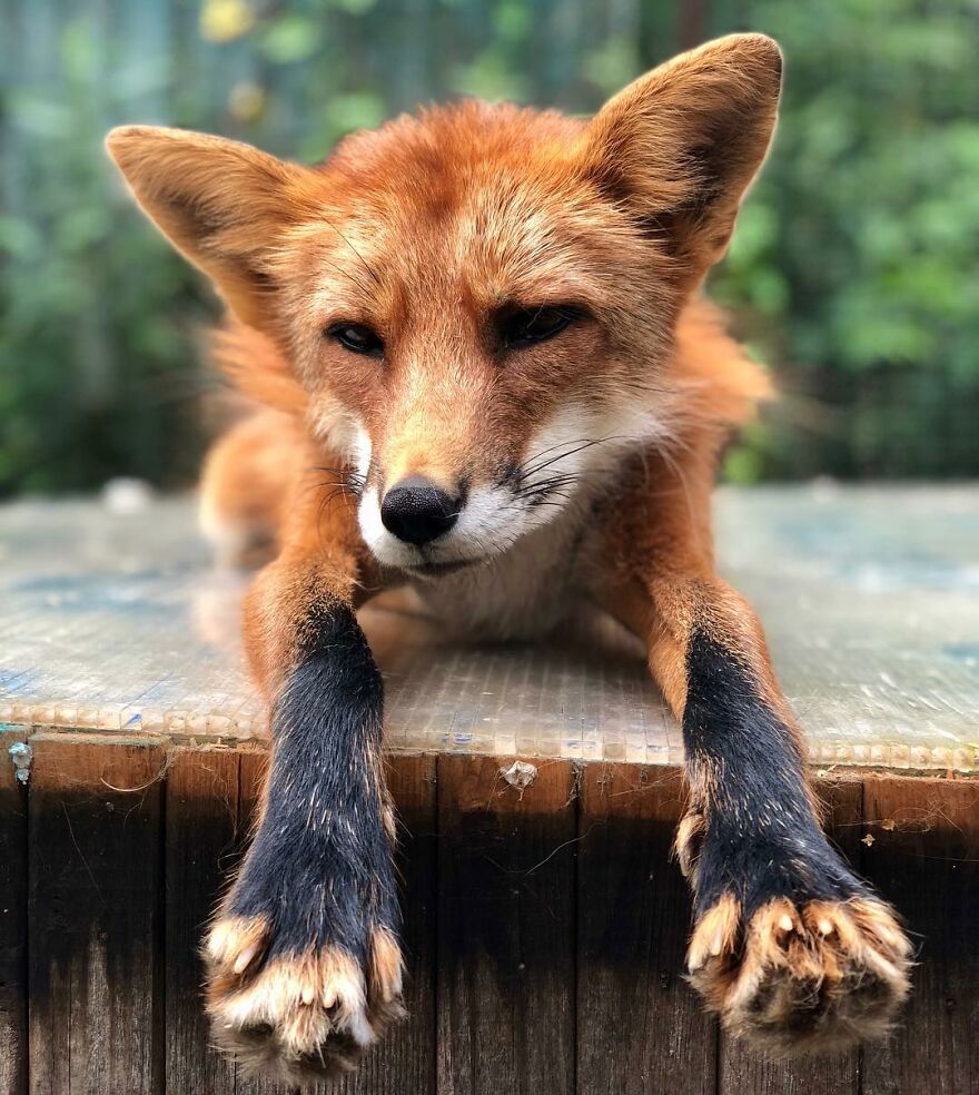 Fox From Fur Farm