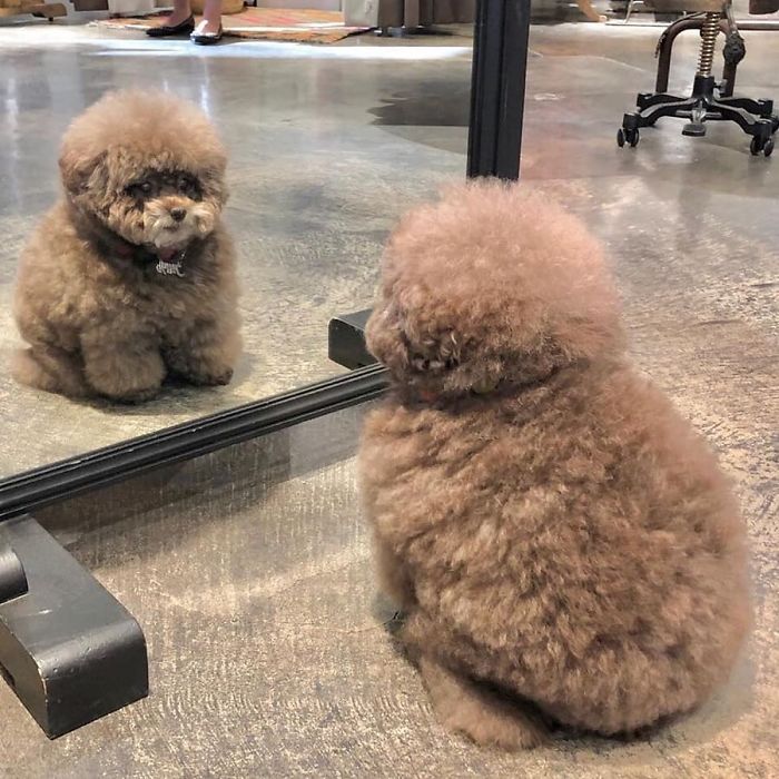 Fluffy Poodle