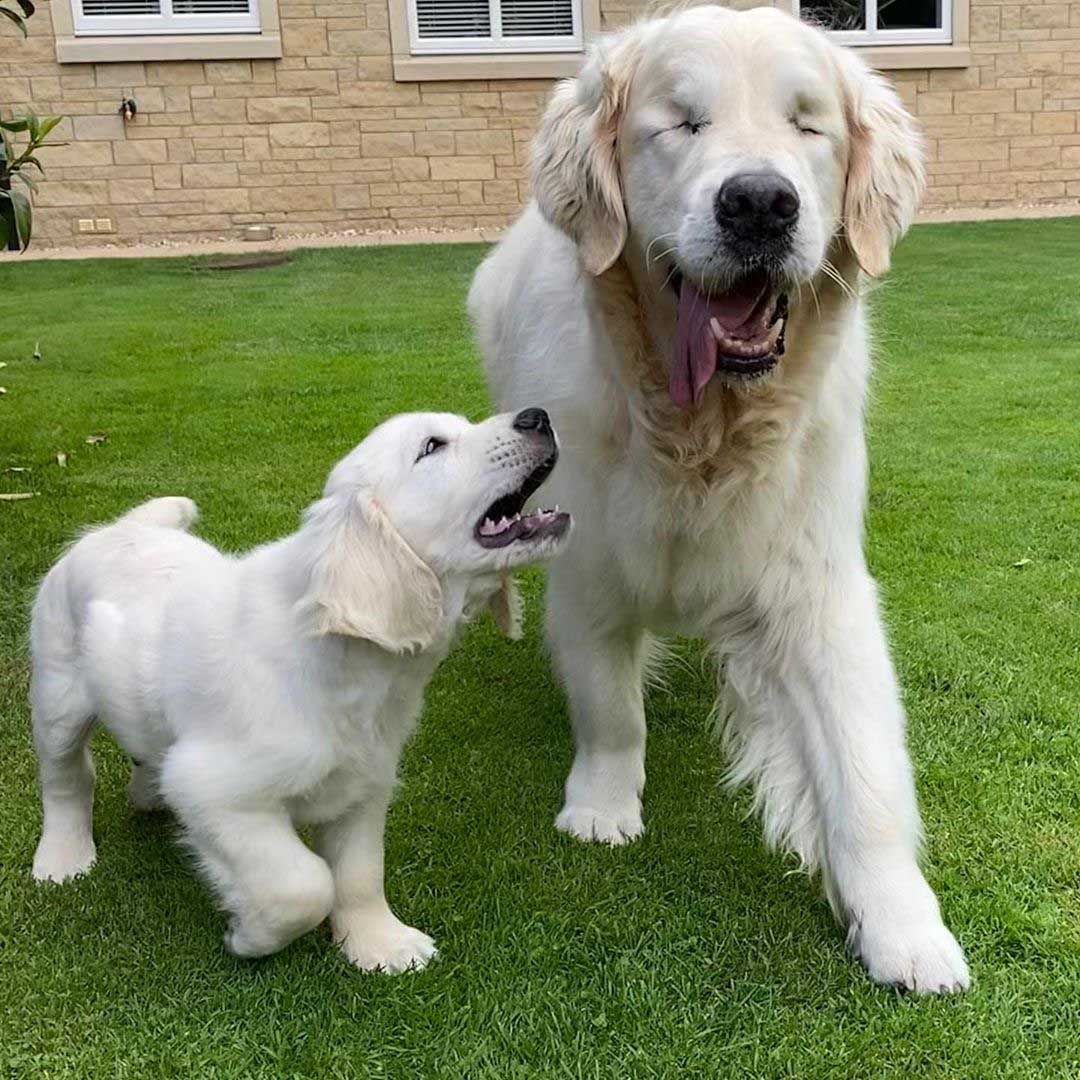 Blind Golden Retriever