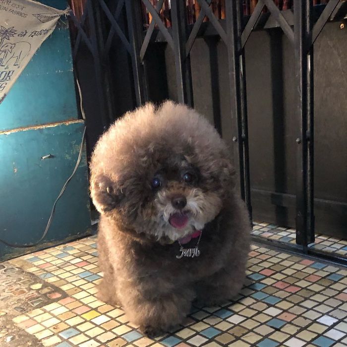 Fluffy Poodle