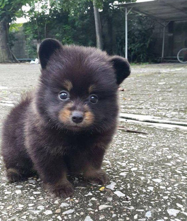 life like teddy bear puppy