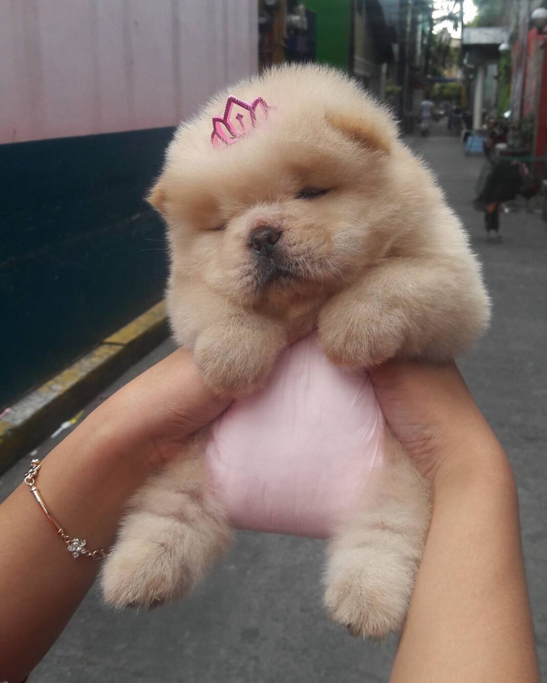 20 Pics Of Chunky Puppies That Look Exactly Like Teddy Bears