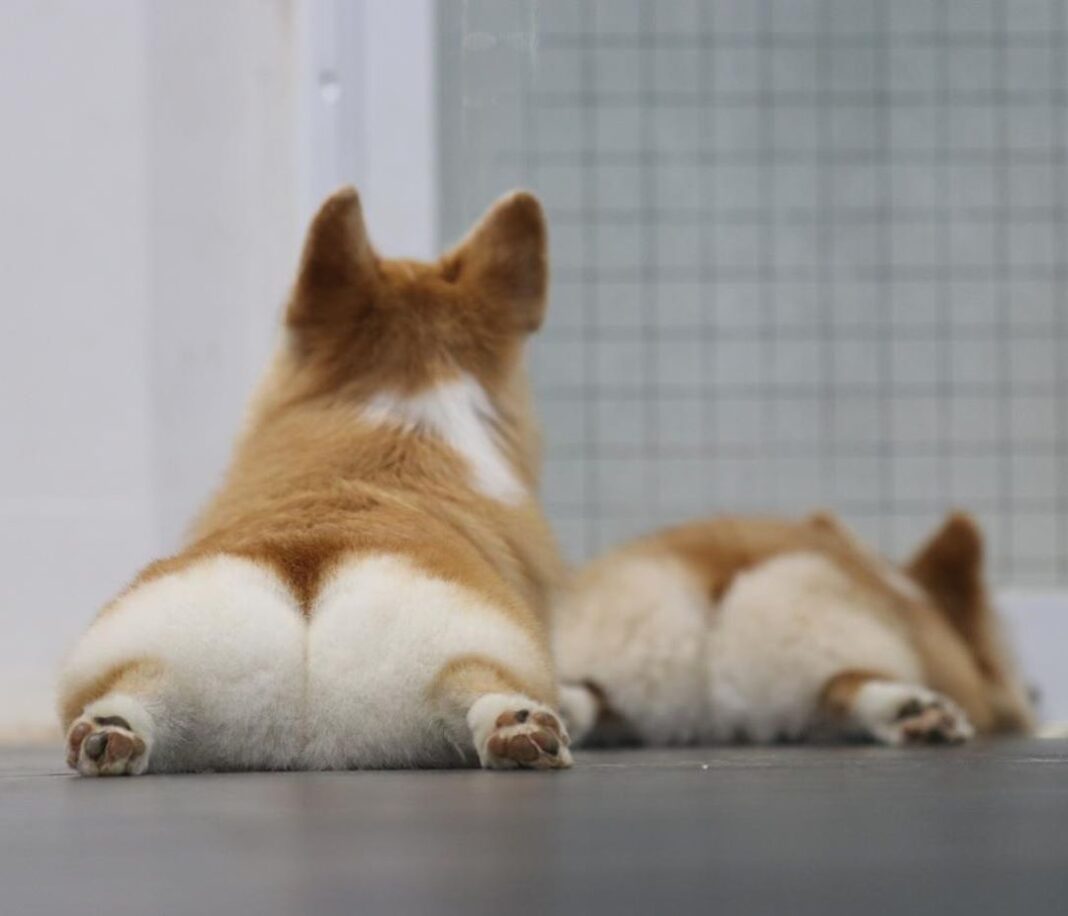 corgi butt slippers