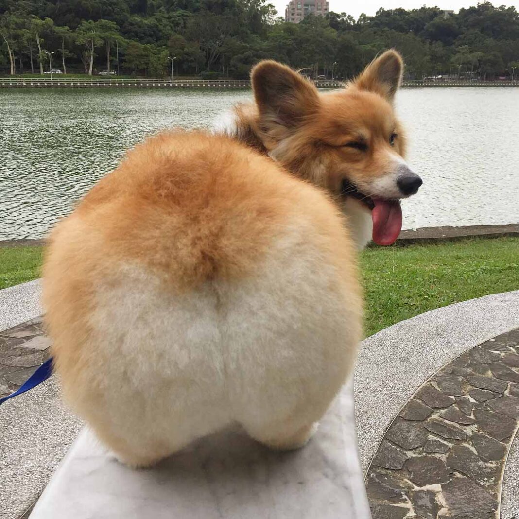 corgi butt head rest