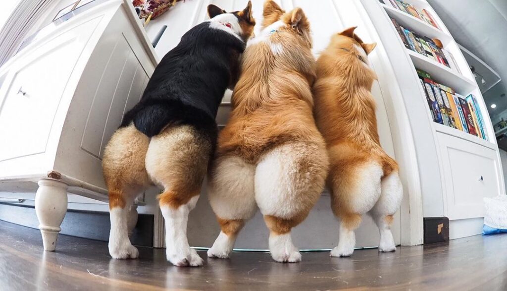 25 Gorgeous Photos Of Corgi Butts That Will Drive You Completely Nuts