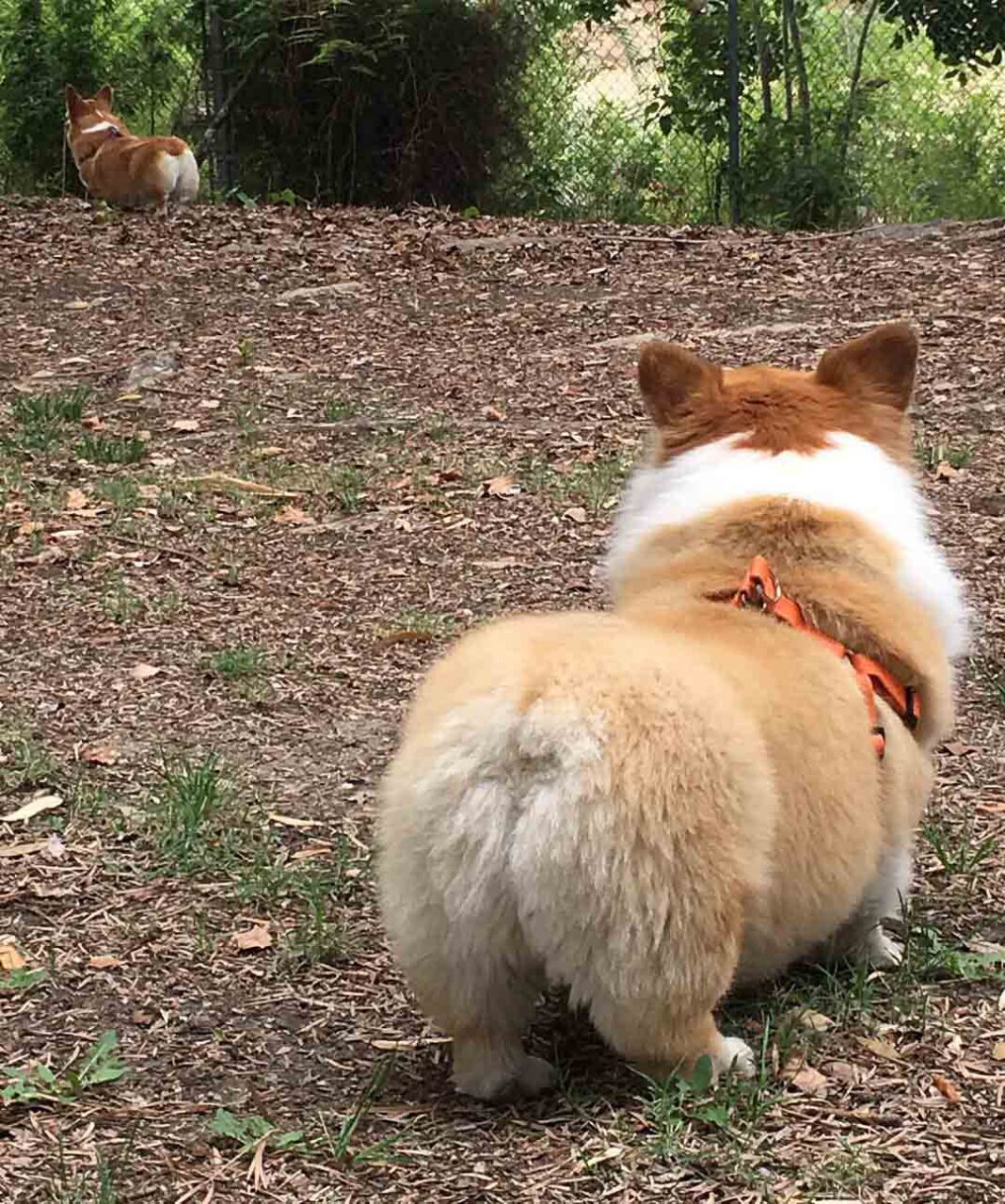 25 Gorgeous Photos Of Corgi Butts That Will Drive You Completely Nuts ...