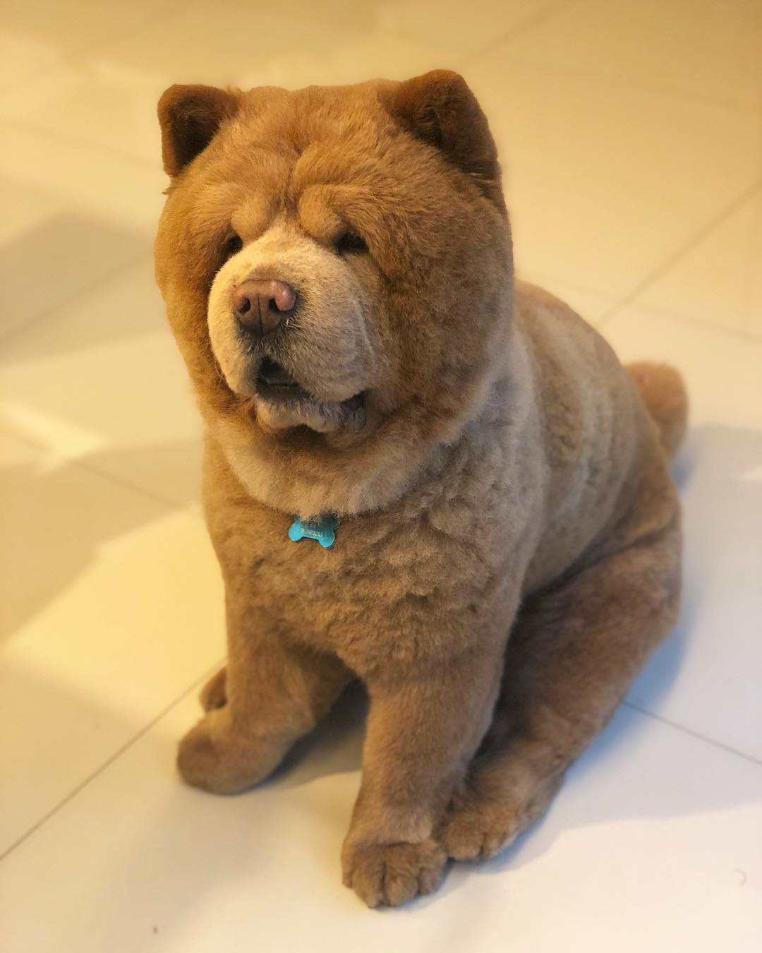 Big Dogs That Look Like Teddy Bears - Photos All Recommendation