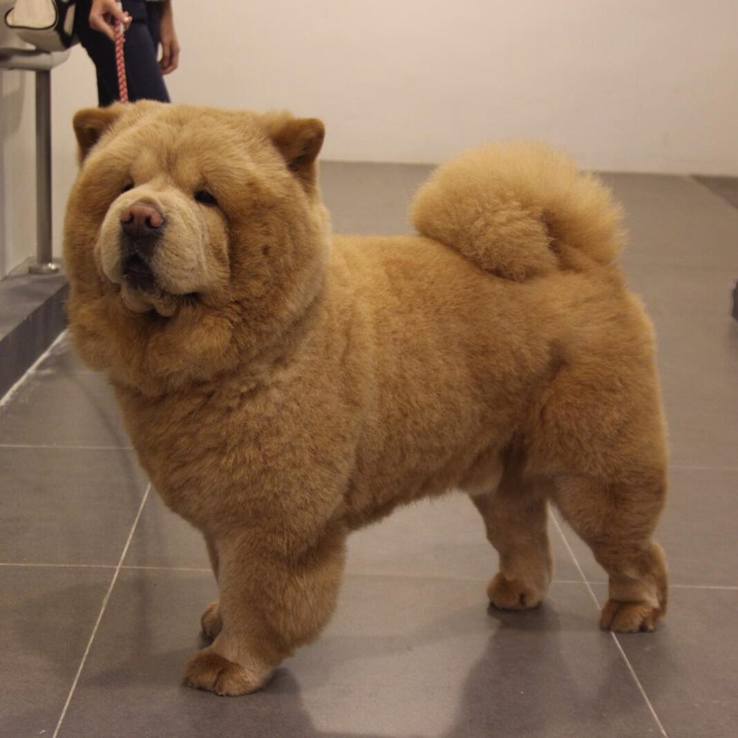 Impossibly Fluffy Chow Chow Dog Looks Like An Adorable Life Size Teddy